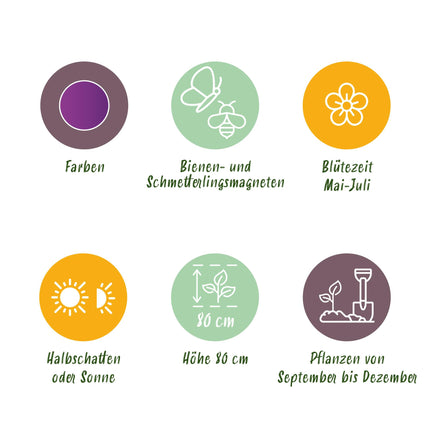 Bloembollen - Allium Purple Sensation - Kleur Paars - 15 stuks - Bolmaat 10/12 - XXL Pack