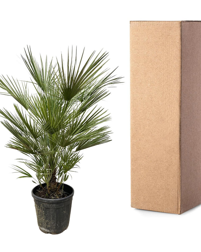 Chamaerops Humilis - 150cm- ø30