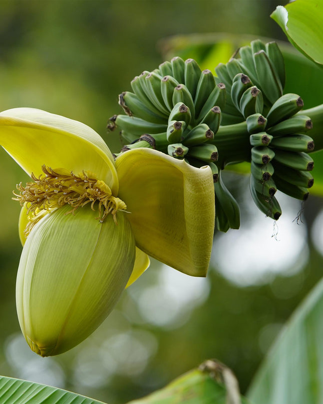 Bananen plant - 2 planten - Musa Basjoo - Winterhard - Pot 17cm Hoogte 40cm