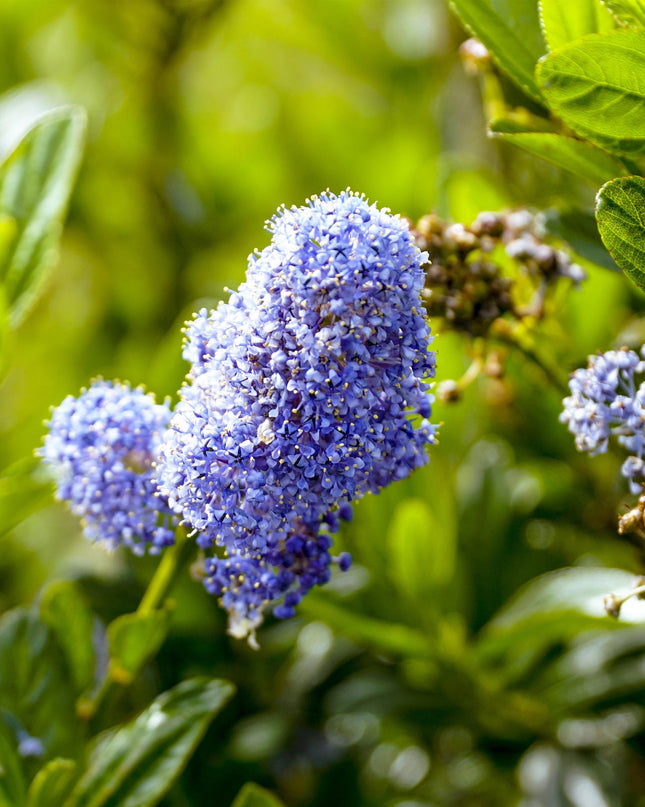 Ceanothus impressus Victoria - Sempreverde - Resistente al freddo - Fiore viola - Vaso 19 cm Altezza 90 cm