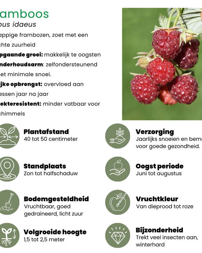 Mix di piante da frutto BIO 4 pezzi - Lampone/ Ribes/ Mirtillo/ Mora