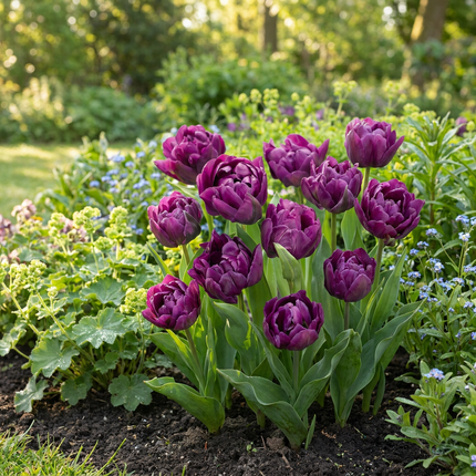 48x Tulipa Double Lilac - Tulipán doble lila - Morado - Floración primaveral - Calibre del bulbo 11/12