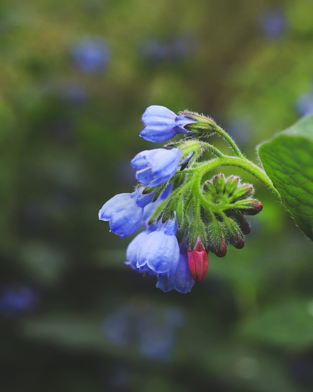 48x Symphytum grand. 'Wisley Blue' - ↕10-25cm - Ø9cm