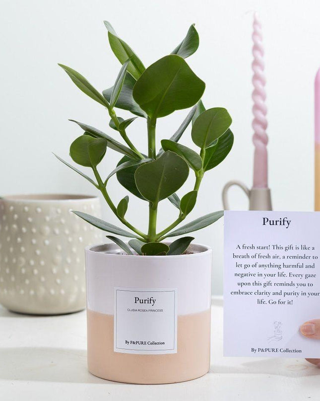 Clusia Rosea Gift "Purify" met wenskaart - Ø12cm - ↕30cm