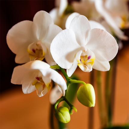 Witte Amabilis orchidee cadeauset - incl. giftbox, orchidee & sierpot - Ø9cm