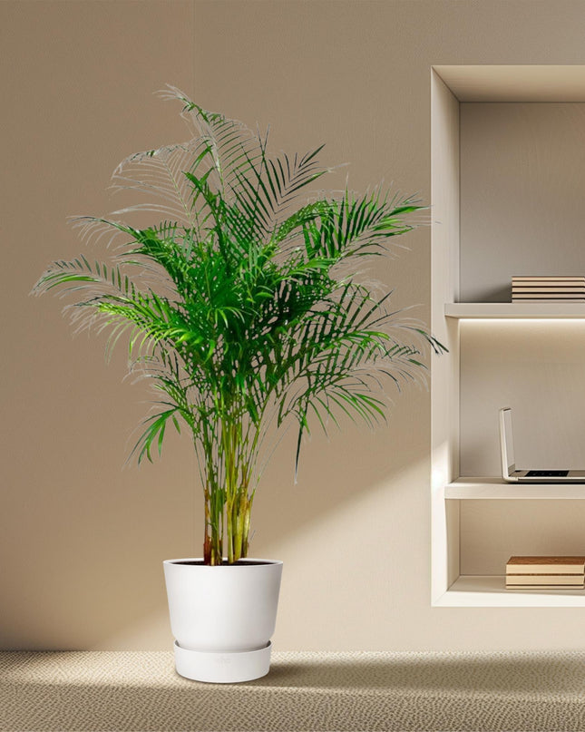 Areca Palm (Dypsis Lutescens) - 160 cm - ø27