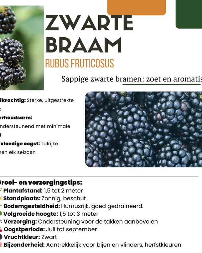 Mix di piante da frutto BIO 3 pezzi - Fico/ Kiwi/ Mora