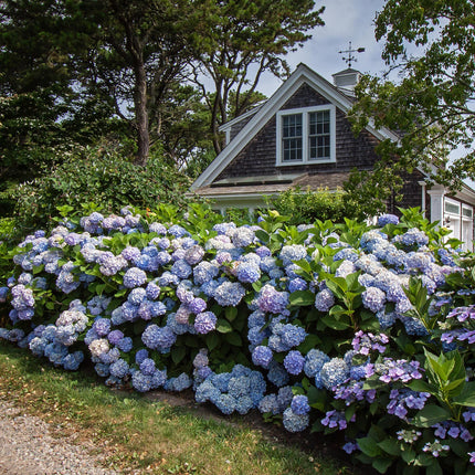 Hortensia Blauw - Hydrangea Endles Summer The Orginal Blue- 8 Planten - Pot 14cm - Hoogte 20-25cm