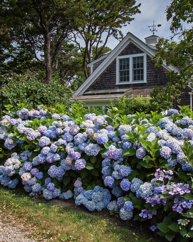 Hortensia Blauw - Hydrangea Endles Summer The Orginal Blue- 8 Planten - Pot 14cm - Hoogte 20-25cm