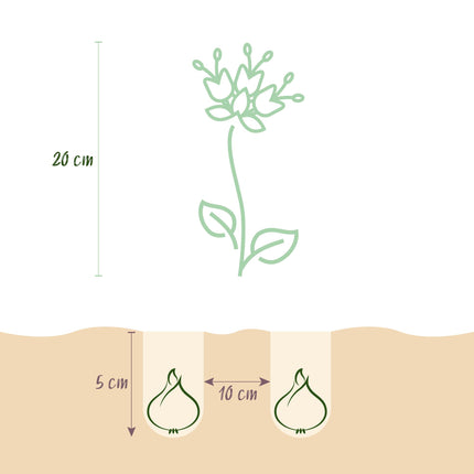 Bloembollen - Fritillaria Meleagris Mix - Kleur Paars en Wit - 30 stuks - Bolmaat 6/7 - XXL Pack