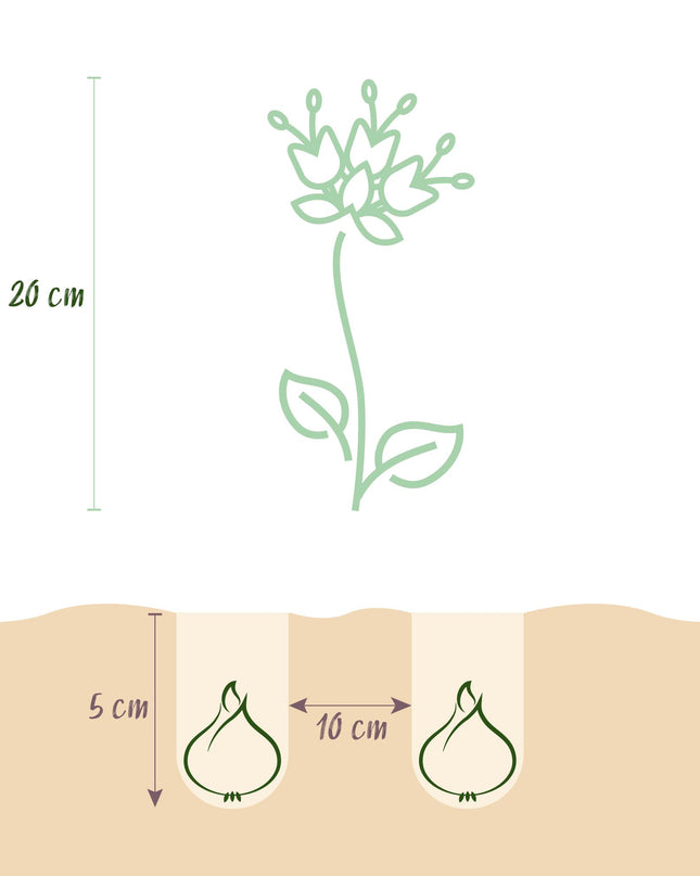 Bloembollen - Fritillaria Meleagris Mix - Kleur Paars en Wit - 30 stuks - Bolmaat 6/7 - XXL Pack