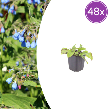 48x Symphytum grand. 'Wisley Blue' - ↕10-25cm - Ø9cm