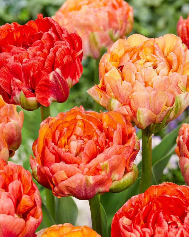 24x Tulipa Gudoshnik Double - Tulipán de flor doble Gudoshnik - Varios - Floración primaveral - Calibre del bulbo 11/12