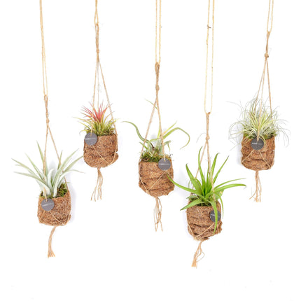 Mezcla de Tillandsia Nido de Pájaro Kokodama - 8 piezas - Ø7cm - ↕5cm