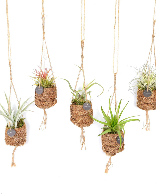Mezcla de Tillandsia Nido de Pájaro Kokodama - 8 piezas - Ø7cm - ↕5cm