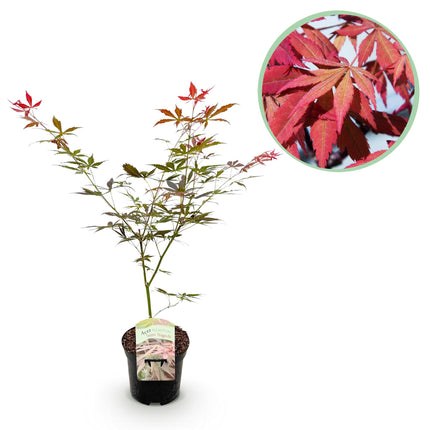 Japanse Esdoorn - Acer palmatum Sumi-nagashi - Rood - 1 Plant - Bladverliezend - Pot 19cm Hoogte 70cm