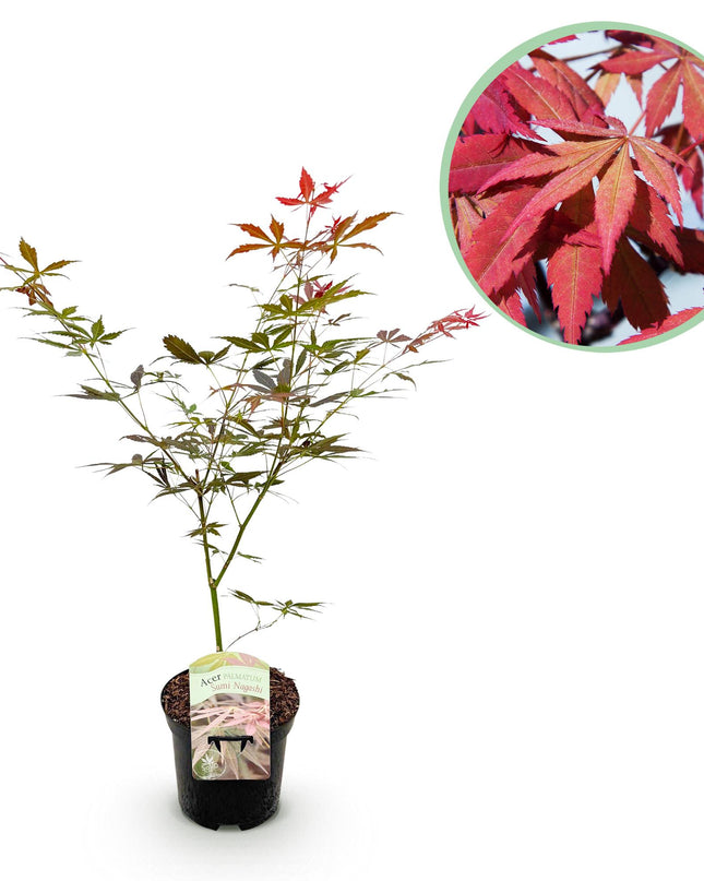 Japanse Esdoorn - Acer palmatum Sumi-nagashi - Rood - 1 Plant - Bladverliezend - Pot 19cm Hoogte 70cm
