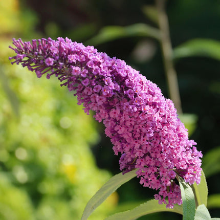 Vlinderstruik - Buddleja davidii Pink Delight - Bloem Roze - 1 Plant - Bladverliezend - Vlinderlokkend -  Pot 17cm Hoogte 25cm