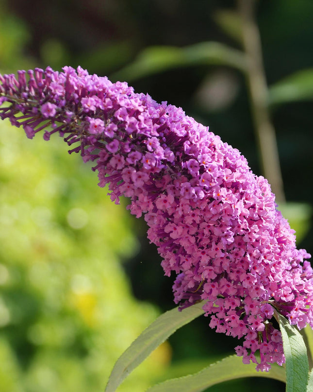 Vlinderstruik - Buddleja davidii Pink Delight - Bloem Roze - 1 Plant - Bladverliezend - Vlinderlokkend -  Pot 17cm Hoogte 25cm