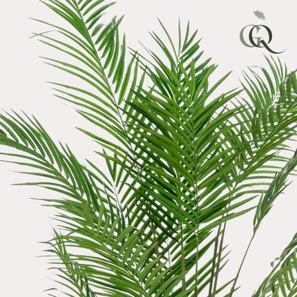 Kunstplant - Areca Lutescens - Goudpalm - ↕ 180 cm