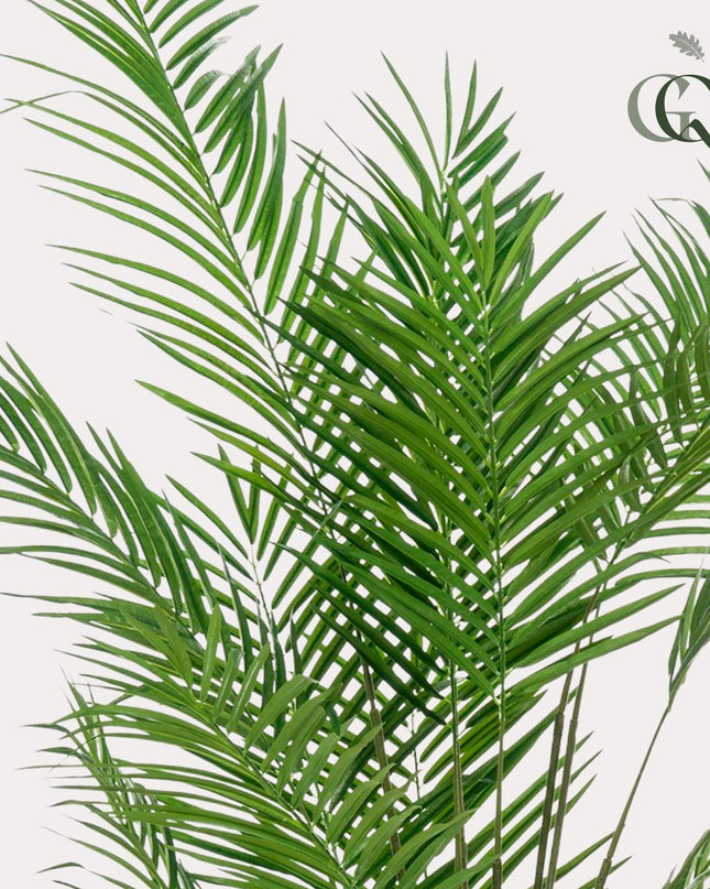 Kunstplant - Areca Lutescens - Goudpalm - ↕ 180 cm