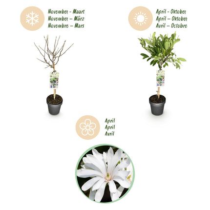 Magnolia stellata – Terrassenpflanze – sommergrün – winterhart – weiße Blüte – Topf 19cm Höhe 90cm