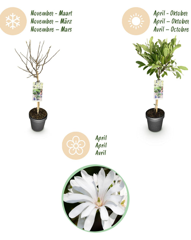 Magnolia stellata – Terrassenpflanze – sommergrün – winterhart – weiße Blüte – Topf 19cm Höhe 90cm