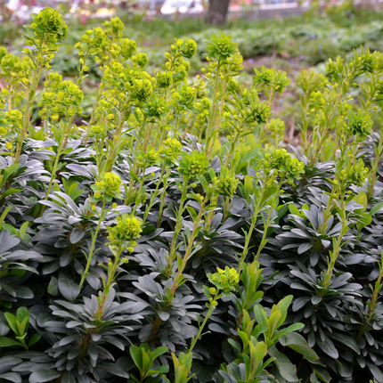 48x Euphorbia amygdal. robbiae - ↕10-25cm - Ø9cm