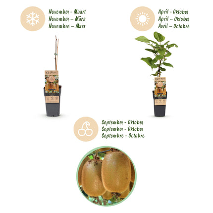 Kiwipflanze Actinidia Weiki & Hayward - 1 Männlich - 1 Weiblich - Pflanzen - Grün - Topf 15cm - Höhe 50cm