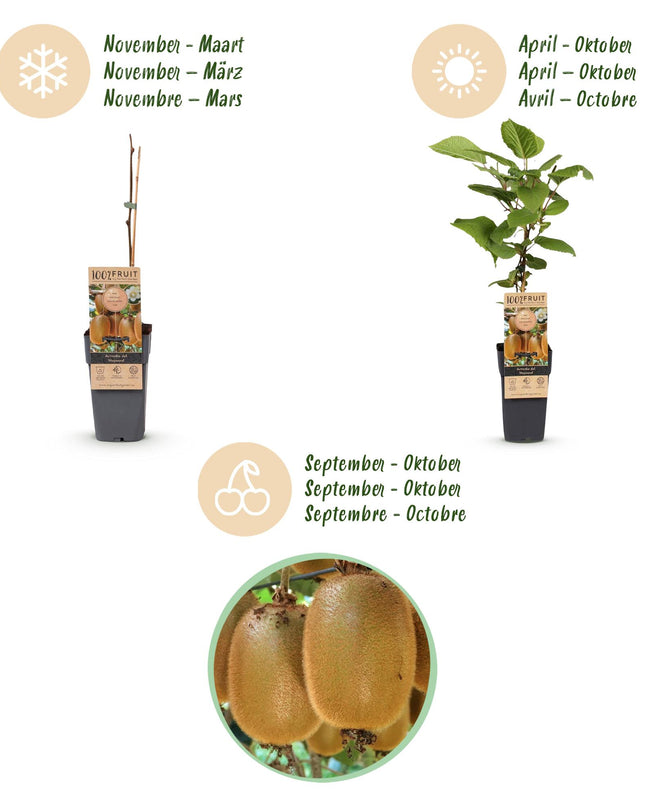 Kiwipflanze Actinidia Weiki & Hayward - 1 Männlich - 1 Weiblich - Pflanzen - Grün - Topf 15cm - Höhe 50cm