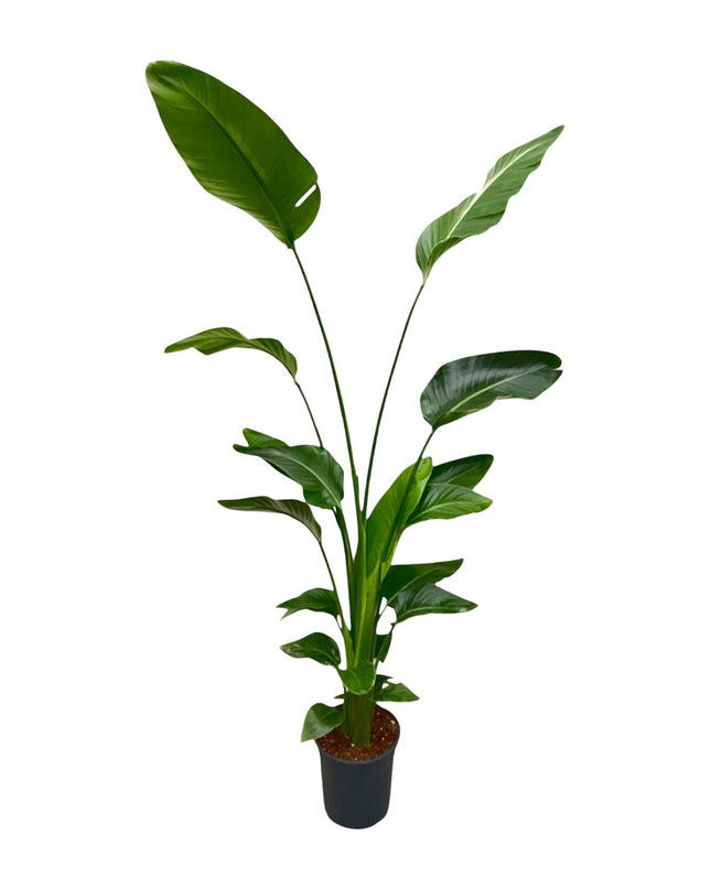Strelitzia Nicolai - 170 cm - ⌀24