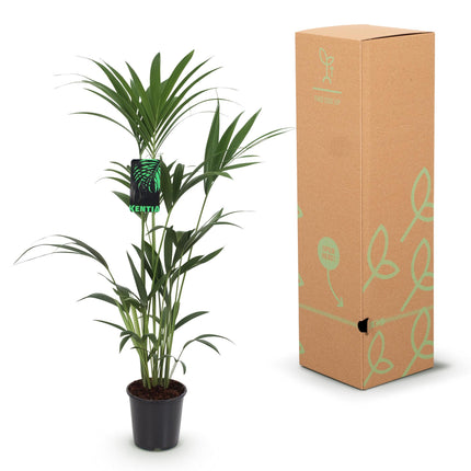 Howea forsteriana – Kentiapalme – 2 Pflanzen – Topf 21 cm – Höhe 120–130 cm