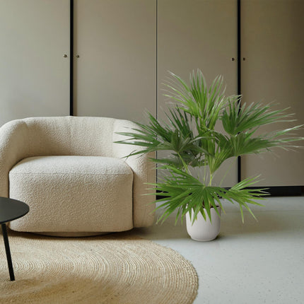 Livistona Chinensis - 150 cm - ø24