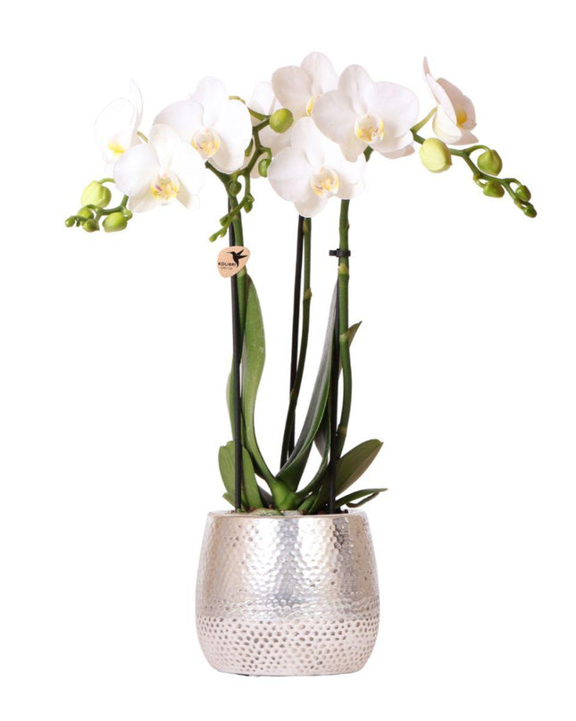 Kolibri Orchids | witte Phalaenopsis orchidee - Amabilis + Elite pot silver- potmaat Ø9cm - 35cm hoog | bloeiende kamerplant - vers van de kweker