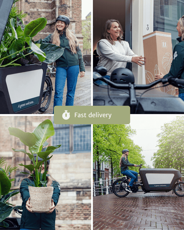 Droogbloemen in Letterbox - Multi