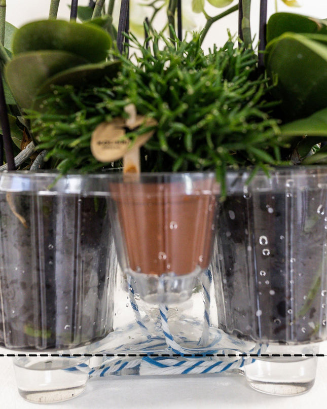 Kolibri Orchids | witte orchideeënset in Reed Basket incl. waterreservoir | drie gebogen witte orchideeën Niagara Fall 12cm | Mono Bouquet wit met zelfvoorzienend waterreservoir