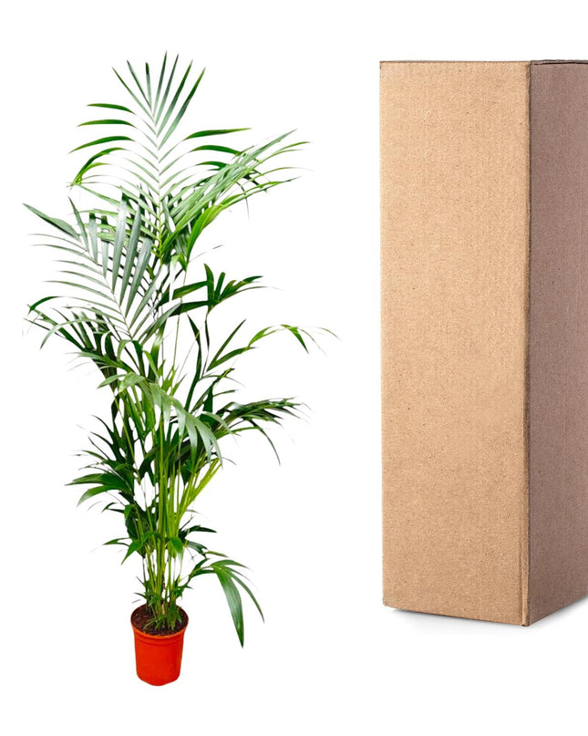 Kentia Palm - 200 cm - ø24-30cm