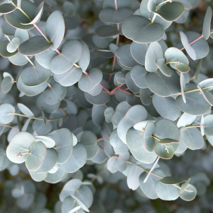Eucalyptus gunni Azure - Terras Plant - Bladhoudend - Winterhard- Grijs Blad - Pot 19cm Hoogte 90cm