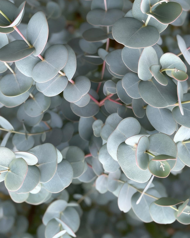 Eucalyptus gunni Azure - Pianta da terrazzo - Sempreverde - Resistente all'inverno - Foglia grigia - Vaso 19 cm Altezza 90 cm