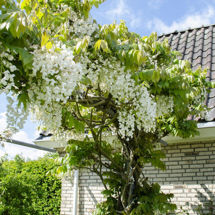 Witte Regen - Wisteria floribunda Alba - Ø15cm - ↕65cm