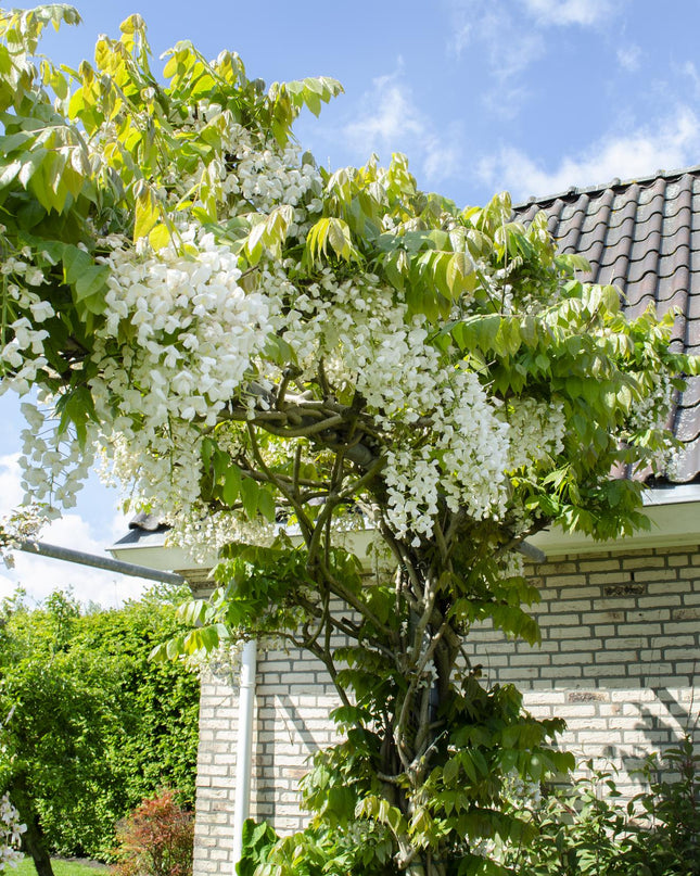 Witte Regen - Wisteria floribunda Alba - Ø15cm - ↕65cm