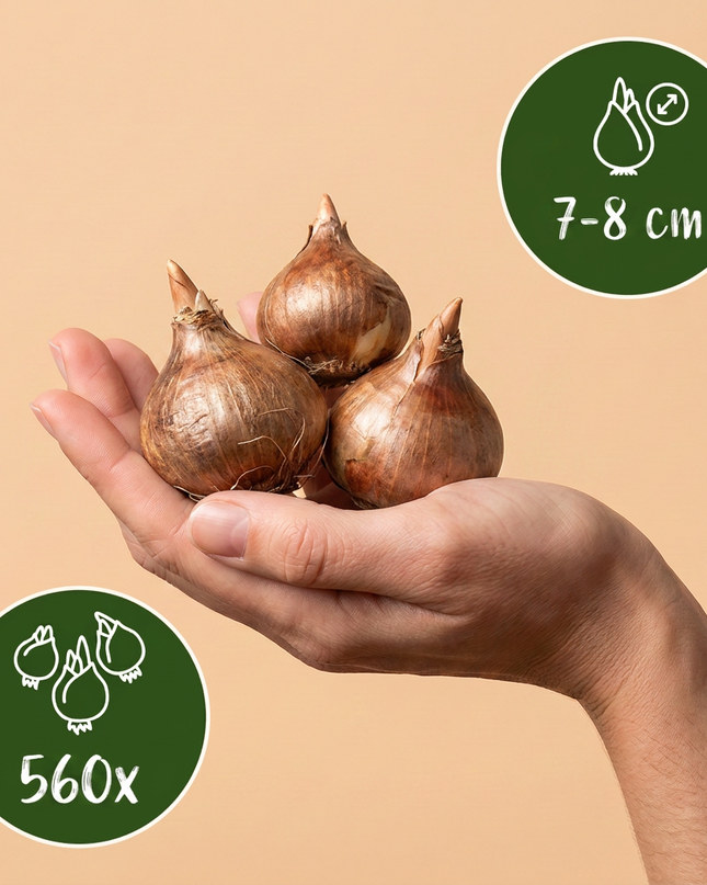 560x Crocus mix - Mezcla de azafranes - Variados - Bulbo para naturalizar - Calibre del bulbo 7/8