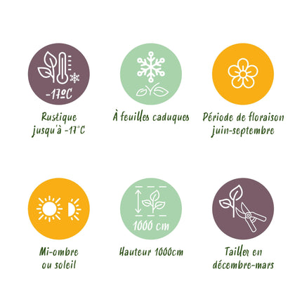 Rosa rampicante Klimroos tricolore - 3 piante - Fiori rosa bianco rosso - Poco cura - Vaso 11cm Altezza 40cm