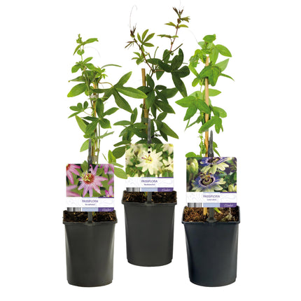 Passiflora - Passiflora Tricolore - Fiore Rosa Bianco Viola - Bassa manutenzione - 3 piante - Vaso 11cm Altezza 40cm