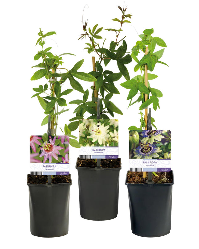 Passionflower - Passiflora Tricolour - Flower Pink White Purple - Low maintenance - 3 plants - Pot 11cm Height 40cm