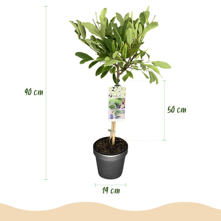 Magnolia stellata – Terrassenpflanze – sommergrün – winterhart – weiße Blüte – Topf 19cm Höhe 90cm