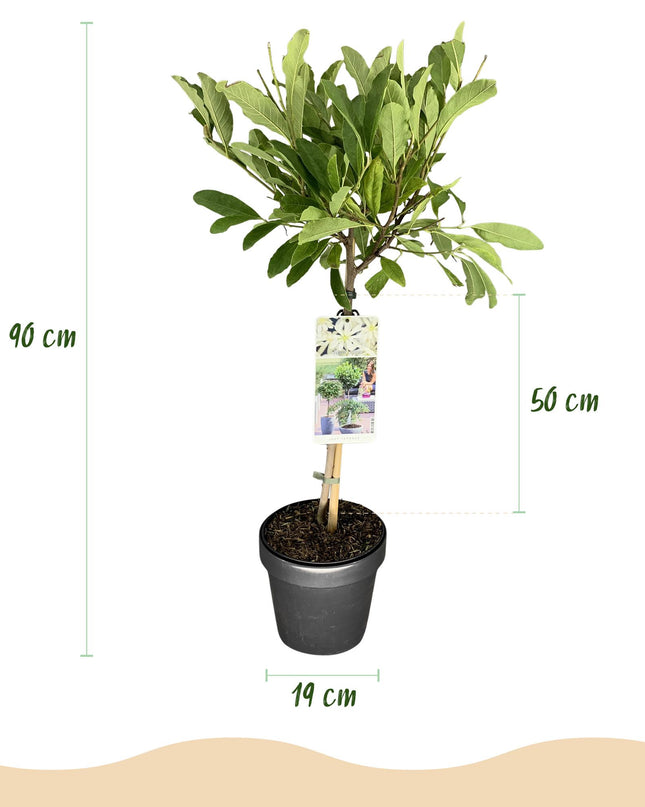 Magnolia stellata – Terrassenpflanze – sommergrün – winterhart – weiße Blüte – Topf 19cm Höhe 90cm