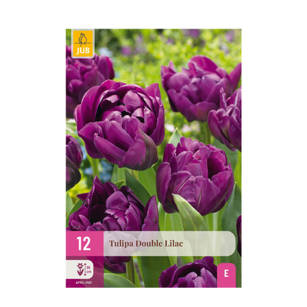 Bloembollen - Tulp Double Lilac - Kleur Paars - 50 stuks - Bolmaat 11/12 - XXL Pack