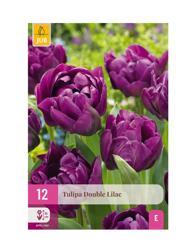 Bloembollen - Tulp Double Lilac - Kleur Paars - 50 stuks - Bolmaat 11/12 - XXL Pack