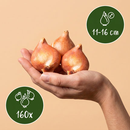 160x Tulipa Prince Mix – Tulpe Prince Mix – Verschiedene – Frühjahrsblüher – Zwiebelgröße 11/16